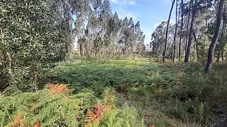 Land for sale in Águeda, Portugal — €30,000