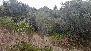 Terreno em Torres Novas