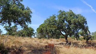 Terreno · 115 000 m² · 290 000 €