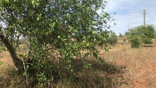 Land for sale in Albufeira, Portugal — €20,000