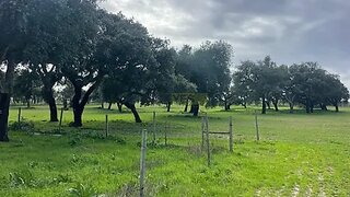 Land for sale in Ferreira do Alentejo, Portugal — €379,000