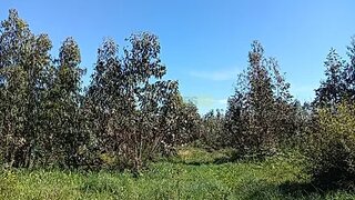 Land for sale in Albergaria-a-Velha, Portugal — €48,000