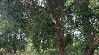 Land for sale in Odemira, Portugal — €37,000