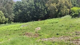 Land for sale in Miranda do Corvo, Portugal — €50,000