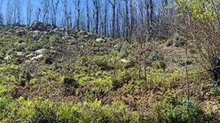 Land for sale in Sever do Vouga, Portugal — €65,000