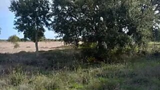 Land for sale in Grândola, Portugal — €160,000