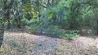 Land for sale in Anadia, Portugal — €35,000