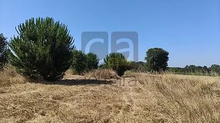Terreno em Alpiarça