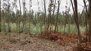 Land for sale in Aveiro, Portugal — €60,000