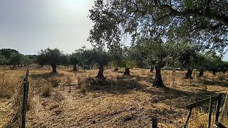 Land for sale in Tomar, Portugal — €54,000