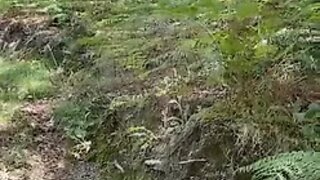 Land for sale in Vieira do Minho, Portugal — €60,000