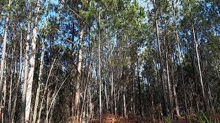 Land for sale in Pombal, Portugal — €4,000