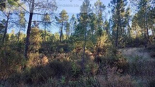 Terreno de 5640 m² em Castelo Branco