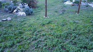 Land for sale in Lourinhã, Portugal — €45,000