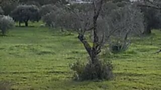 Land for sale in São Brás de Alportel, Portugal — €1,000,000