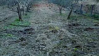 Land for sale in Torres Novas, Portugal — €23,500