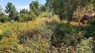 Land for sale in Sertã, Portugal — €3,000