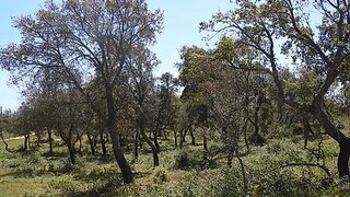 Land for sale in Santiago do Cacém, Portugal — €250,000