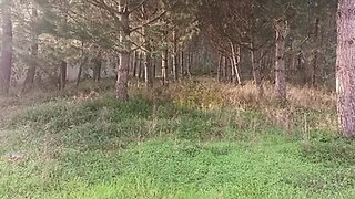 Land for sale in Leiria, Portugal — €65,000