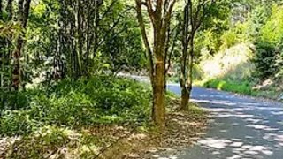 Land for sale in Sever do Vouga, Portugal — €50,000