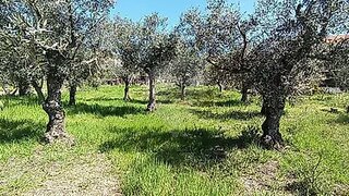 Terreno de 1115 m² em Guarda