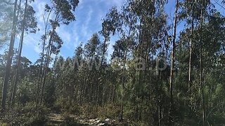 Land for sale in Marinha Grande, Portugal — €50,000