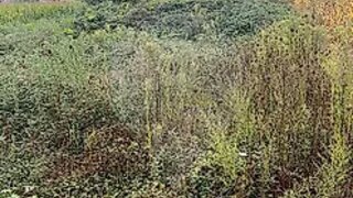 Land for sale in Barcelos, Portugal — €13,000