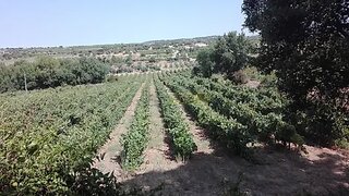Land for sale in Vidigueira, Portugal — €280,000
