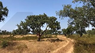 Land for sale in Grândola, Portugal — €725,000