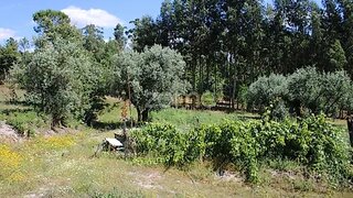 Land for sale in Mangualde, Portugal — €26,000