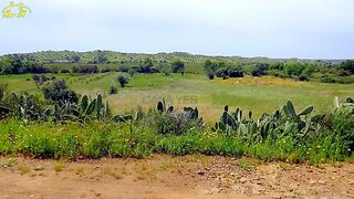 Land for sale in Castro Marim, Portugal — €15,500