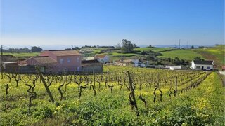 Land for sale in Bombarral, Portugal — €130,000