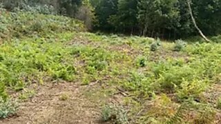 Land for sale in Sever do Vouga, Portugal — €37,500