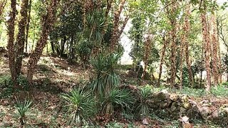 Land for sale in Vouzela, Portugal — €19,000