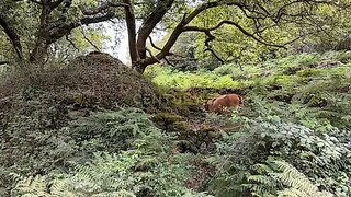 Land for sale in Arcos de Valdevez, Portugal — €40,000
