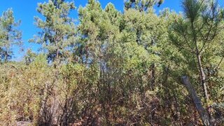 Terreno em Castelo Branco