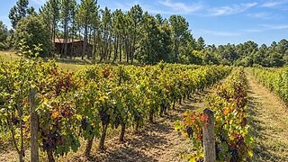 Land for sale in Montemor-o-Velho, Portugal — €58,000