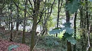 Terreno em Sever do Vouga
