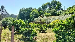 Land for sale in Sever do Vouga, Portugal — €42,500
