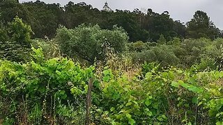 Terreno em Vila Flor