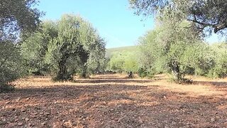 Land for sale in Loulé, Portugal — €56,500