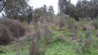 Terreno em Idanha-a-Nova