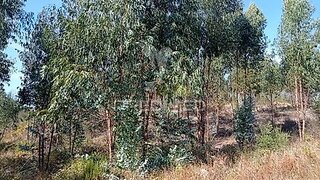 Land for sale in Gavião, Portugal — €90,000