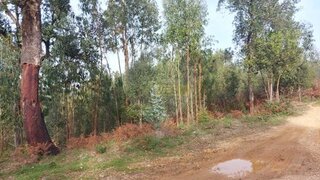 Land for sale in Abrantes, Portugal — €6,000