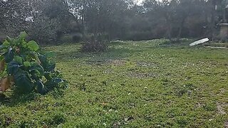 Land for sale in Sabugal, Portugal — €14,000