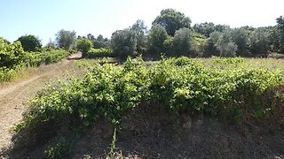 Terreno em Tomar · 3240 m² · 15 000 €