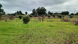 Land for sale in Idanha-a-Nova, Portugal — €16,900