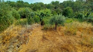 Land for sale in Castelo Branco, Portugal — €5,000
