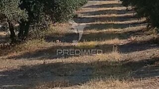 Terreno em Campo Maior