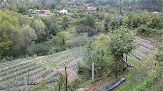 Terreno em Terras de Bouro